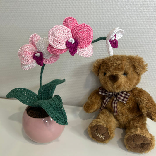 Orchid